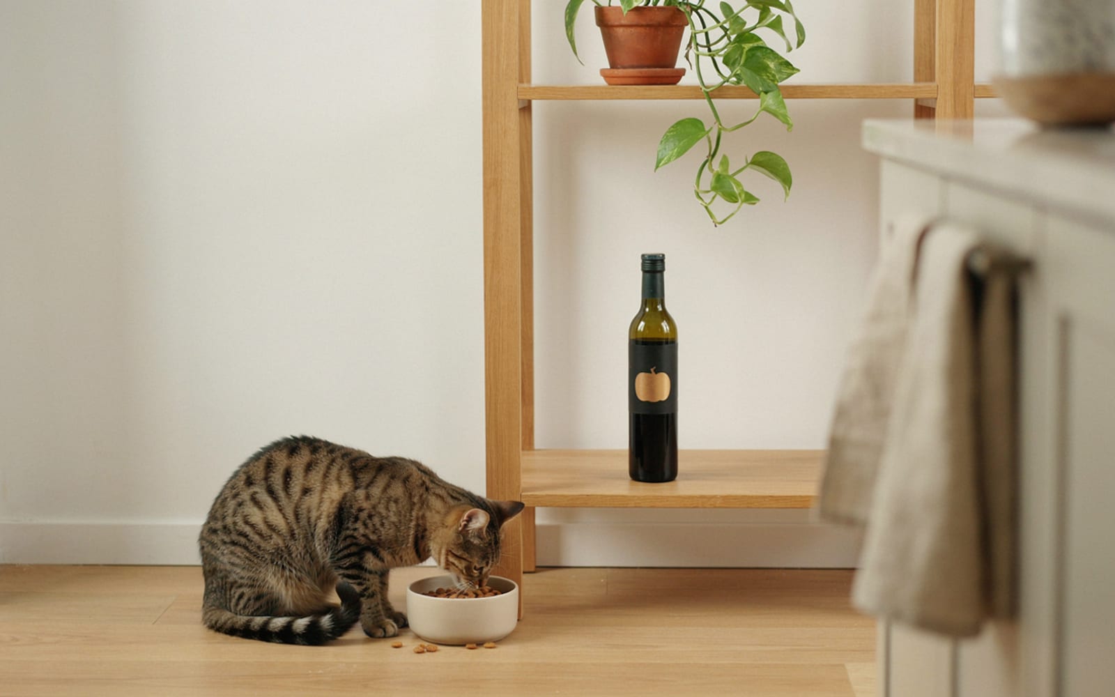 Relacionado: Óleo de Abóbora para Gatos